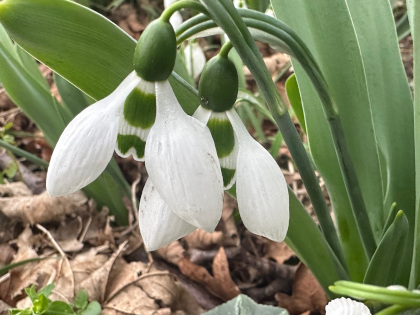 Galanthus elweisii var monostictus Hiemale Group (Garden)
